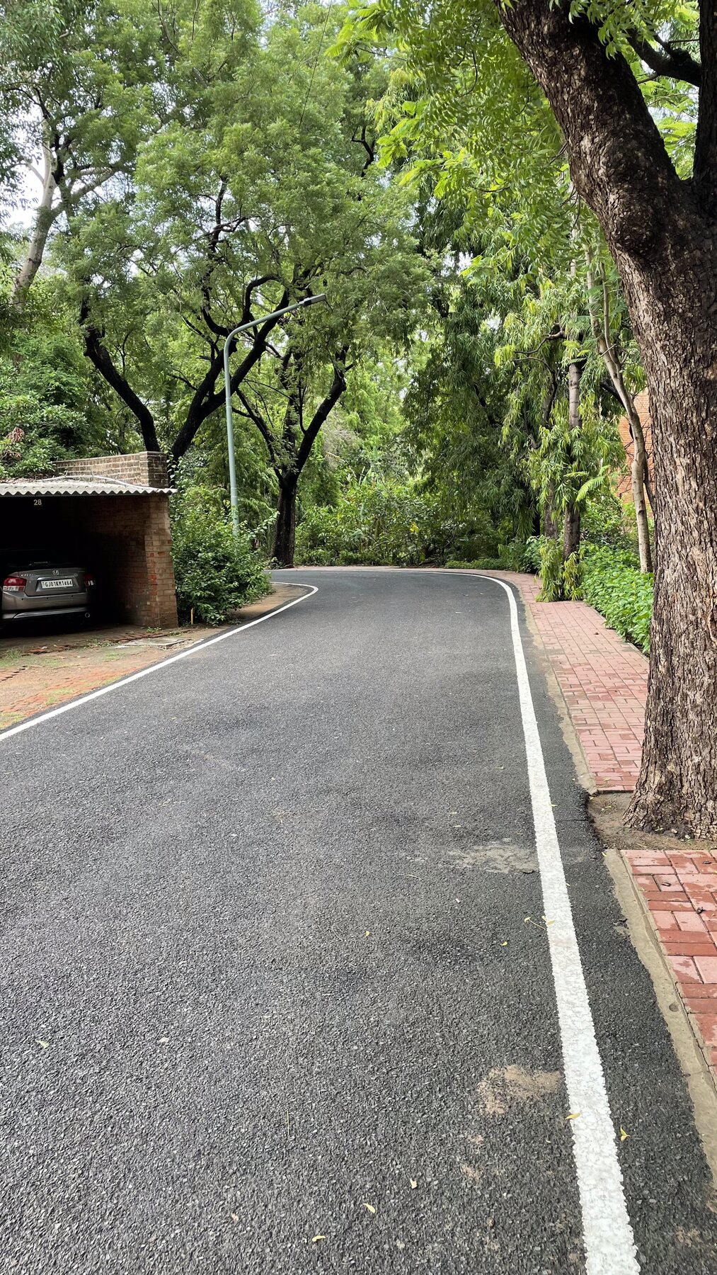Finished road surface under tree cover